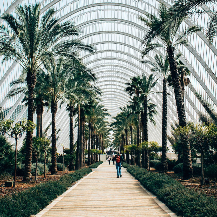 Students walking down a path surrounded by palm trees under an arching stucture